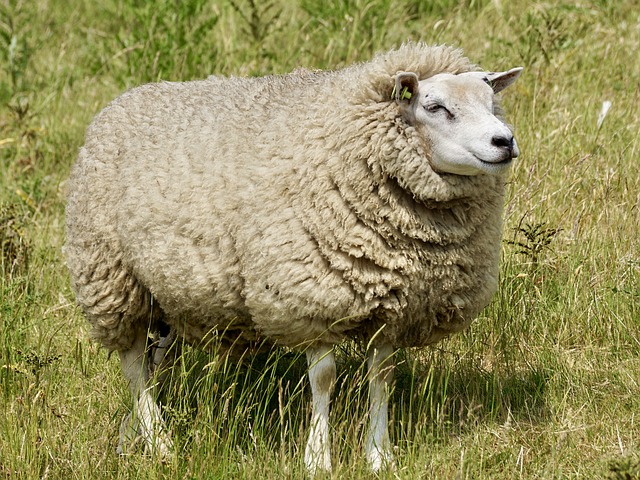 ovce na louce.jpg