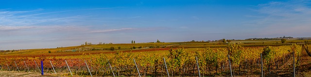 Pohled na podzimní vinice