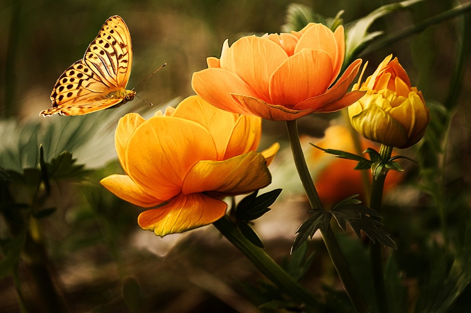 květy s motýlem